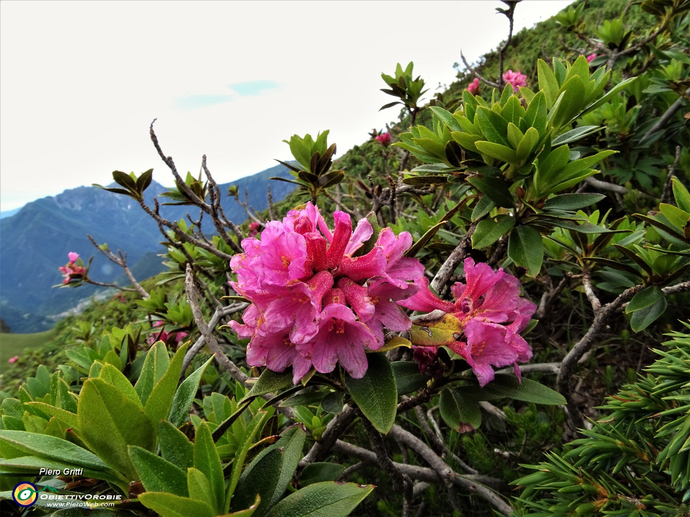48 Rododendro rosso (Rhododendron ferrugineum).JPG
